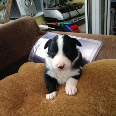Beautiful Border Collie Puppies