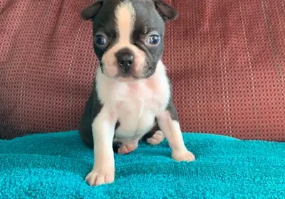 Kg Boston Terrier Puppies