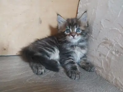 Maine Coon kittens