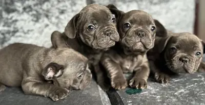 Chiots bouledogue français bleus de 9 semaines