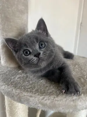 Magnifique chaton British Shorthair