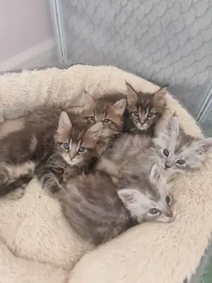 Magnifiques chatons Maine Coon