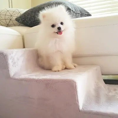 Pomeranian puppies 