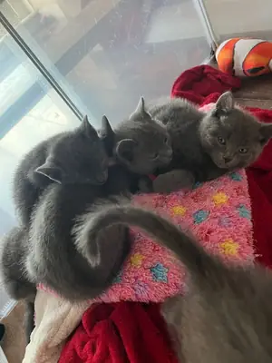 Adorables chatons bleus russes prêts à rejoindre leurs familles aimantes