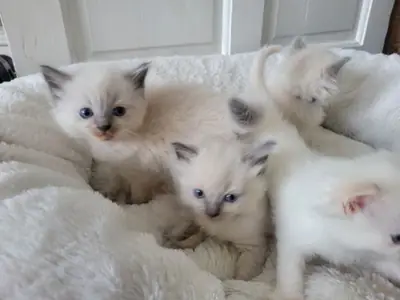 4 Beautiful Ragdoll kittens