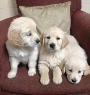Golden Retriever Puppies Available