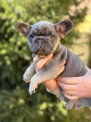 Adorable french bulldog puppy 