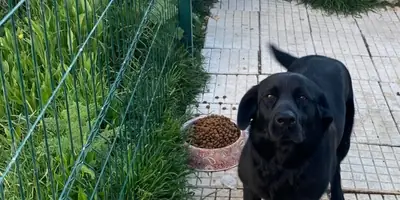 A mate for my 2-year-old male Labrador.