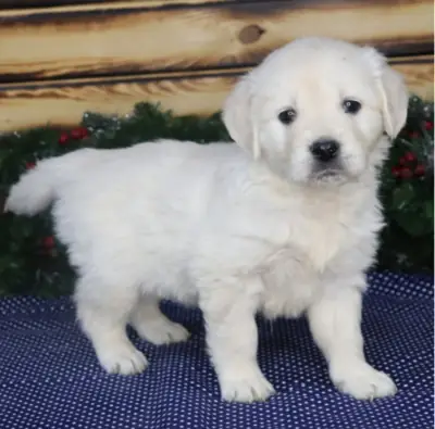 Regalo cachorro de GOLDEN RETRIEVER para adopcion