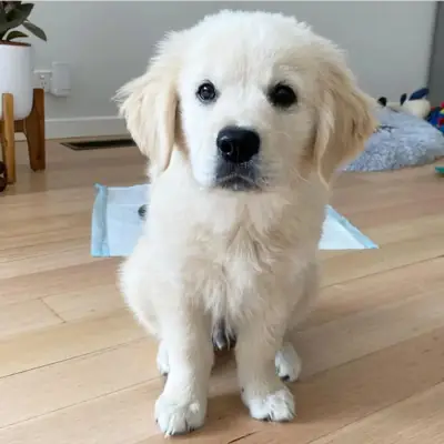 Regalo cachorro de GOLDEN RETRIEVER para adopcion