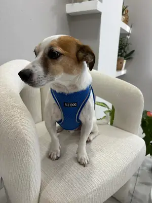 Милый джек-рассел-терьер