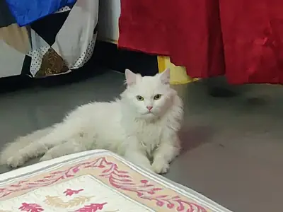 Persian Cat for Free Adoption – Urgently Needing a Home