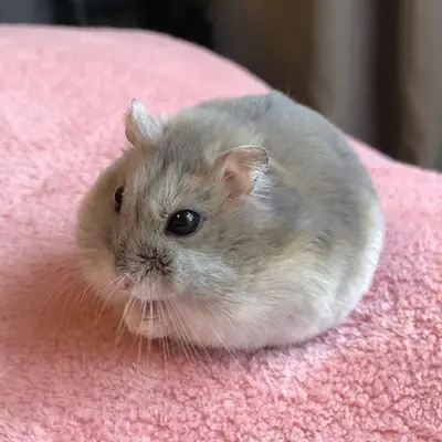 Hamster nain perdu | Petit hamster gris disparu