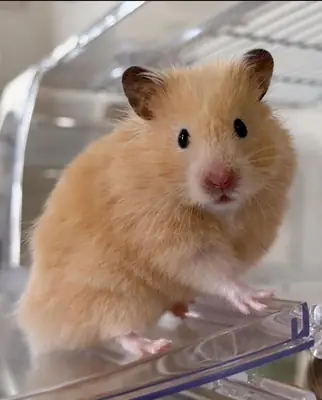 Hamster turc à adopter | Espèce locale rare