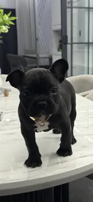 Mükemmel Güzellikte French Buldog Bebeklerimiz