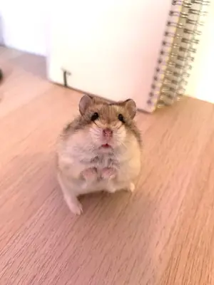 Hamster coréen à adopter | Calme et propre
