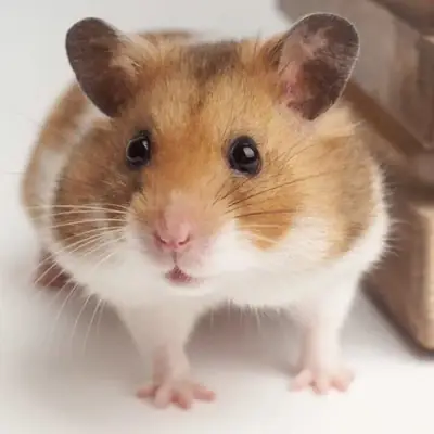Hamster roumain à vendre | Facile d'entretien