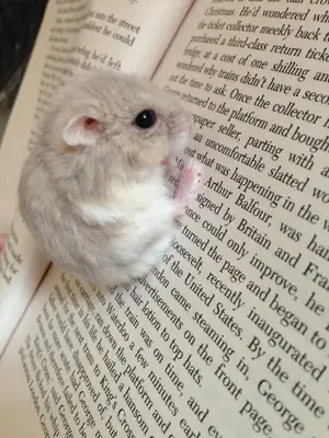 Hamster nain perdu | Petite taille