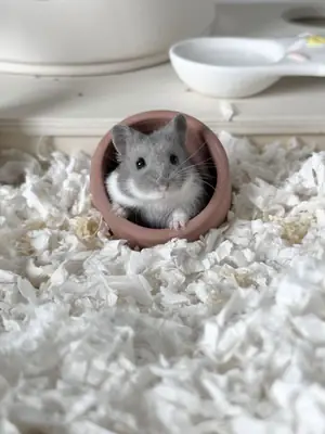 Hamster de Campbell à vendre | Actif et curieux