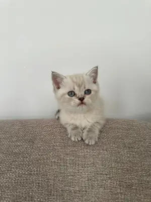 2 Aylık Güzel Yavrumuz British Shorthairi Sahiplendiriyoruz
