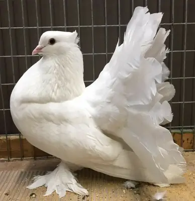 We are giving away our flawless white-feathered pigeons for free.
