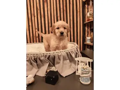 BABY FACE SAFKAN GOLDEN RETRİEVER YAVRULARI