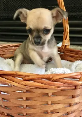 2 Male and female Chihuahua Puppies