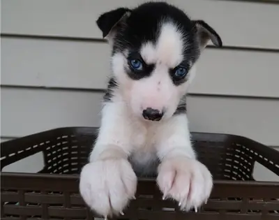 Cachorros de husky siberiano de raza pura