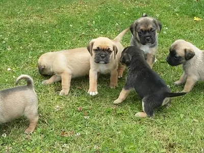 5 Beautifull Pug Puppies Kc Reg