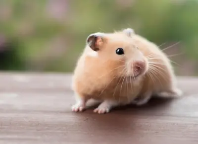 Hamster roumain à la recherche d'un partenaire – Hamster mâle sain et docile