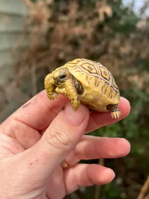 A 2-Year-Old Leopard-Patterned Tortoise is Up for Adoption