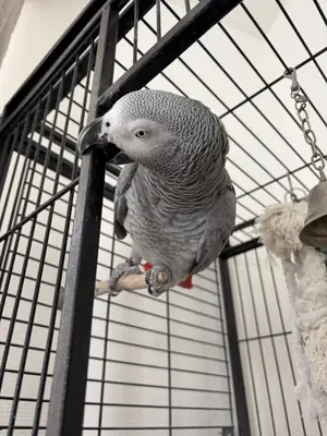 Gris du Gabon femelle à vendre 