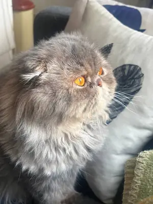 Sakin ve birlikte sahiplendirilecek kardeş kediler”