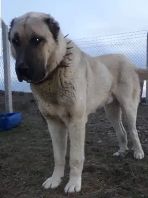 Kangal Sahiplendirme | Sadık ve Koruyucu Anadolu Köpeği