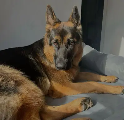 Alman Çoban Köpeği Sahiplendirme | Koruyucu ve Zeki