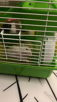 hamster