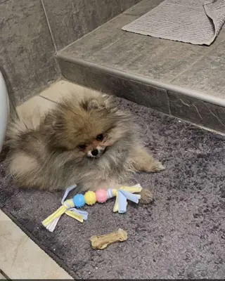 Померанский шпиц в добрые руки | Маленький и ласковый