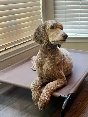 Пудель в добрые руки | Умный и легко обучаемый