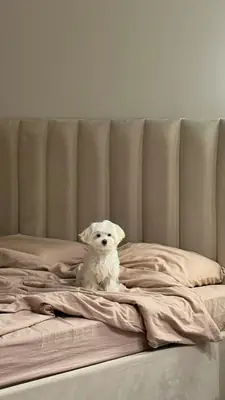 Мальтийская болонка в добрые руки | Спокойная и семейная