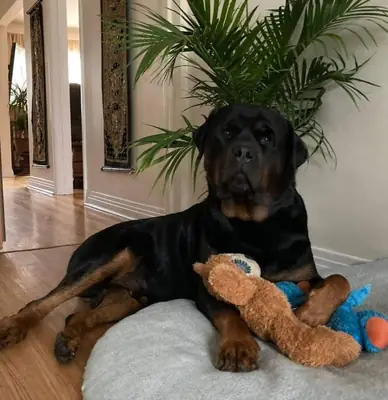 Rottweiler for Adoption in the UK | Loyal and Protective Companion