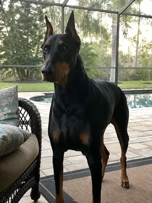 Doberman for Adoption in the UK | Intelligent and Alert