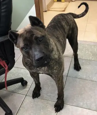 Presa Canario for Adoption in the UK | Strong Guardian Breed
