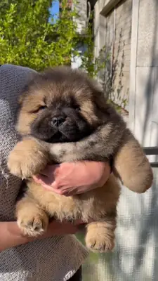 Chow Chow for Adoption in the UK | Calm and Independent