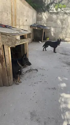 TWO SISTERS GERMAN SHEPHERD