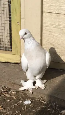 Taklacı Güvercin Sahiplendirme | Uçuş Yeteneği Güçlü