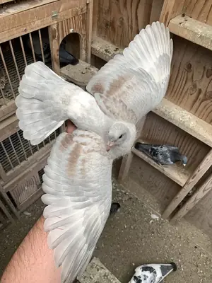 Homing Pigeon Sahiplendirme | Güçlü Yön Bulma Yeteneği
