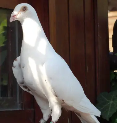 Yarış Güvercini Sahiplendirme | Hızlı ve Dayanıklı