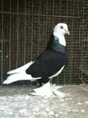 Birmingham Roller Sahiplendirme | Profesyonel Taklacı