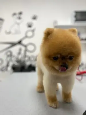 高端宠物美容及水疗——针对特定品种的美容、洗澡和梳理