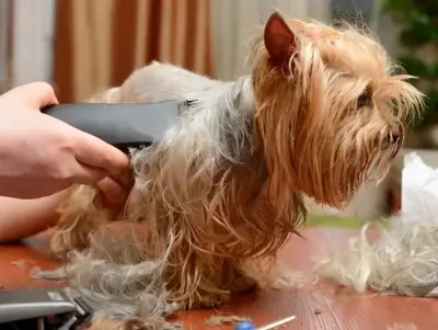 Peluquería, baño y peinado profesional para mascotas – Patiş Grooming Pet Grooming & Pet Shop